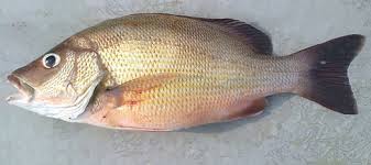 Udang red cherry yang baru. Senarai Ikan Yang Boleh Dimakan Ketika Berpantang Kool Fm
