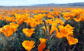 Flowers persist beyond bloom periods, gradually turning green. U S Embassy Seoul On Twitter Orange Poppies Are In Full Bloom Southern California Is Experiencing A Superbloom Of Wildflowers Thanks To An Unusually Wet Winter If You Are Nearby Head Over And