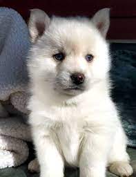 Pomsky Blue Eyes Google Search Pomsky Puppies Pomsky Puppies