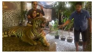 Kobi pun juga begitu, mereka hanya bisa duduk diruang tengah, saling merangkul, meratapi nasib sambil memandang foto keluarga di hp kobi. Ini Yang Dilakukan Staf Kebun Binatang Di Pattaya Sebelum Ajak Wisatawan Selfie Dengan Harimau Tribun Jogja