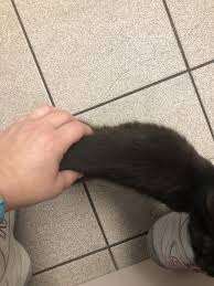 He was adopted by a loving couple. How Fast Should An Emaciated Cat Gain Weight Thecatsite