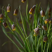 Image result for Uvaria edulis