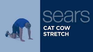What is a food journal and should i start one? Cat Cow Cat Camel Stretch Best Yoga Exercises To Help You Sleep Better Page 2 Of 3 Slowly Relax And Yield To The Effects Of Gravity Roda Dunia