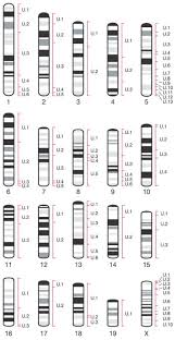 Politics • dee rowland is stepping down after decades of fighting for social justice. Initial Sequencing And Comparative Analysis Of The Mouse Genome Nature