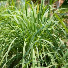Image result for Cymbopogon pospischilii