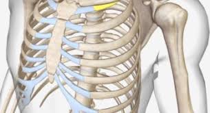 A flail chest is sometimes easier to see when the injured person is lying on his back with his shirt off. Anatomy Of The Human Ribs With Full Gallery Pictures Dislocated Rib