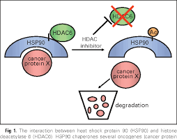 Figure 1 From Histone Deacetylase Inhibitors In Cancer Therapy Semantic Scholar