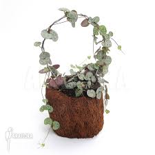 Image result for Ceropegia breviflora