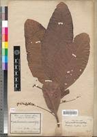 Image result for Terminalia macroptera