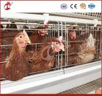 Mejor jaula para gallinas, jaula de tipo para ponedoras, proveedor de casas  para ponedoras de pollo de madera en China, personalización OEM,  configuración de casas para aves de corral, calefactor para ...