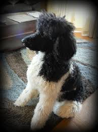 Black And White Tuxedo Standard Poodle Handsome Cooper A Black And White Parti Standard Standard Poodle Poodle Poodle Dog