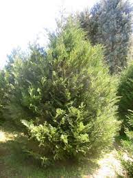 The leyland cypress evergreen tree provides a simple way to add shade and privacy to your home or property. Murray Cypress Fast Growing Evergreen Tree Anythinggreen Com