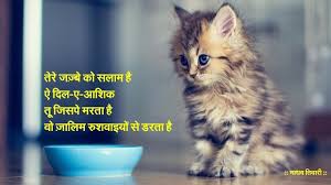 Hindi Sher O Shayari Funny Cat Fails Cat Movie Funny Cats