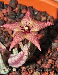 Image result for Geigeria schinzii