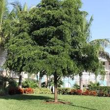 Image result for Combretaceae