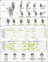 Sotrovimab mechanism of action / monoclonal antibo. Tackling Covid 19 With Neutralizing Monoclonal Antibodies Sciencedirect