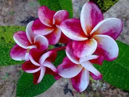Plumeria Rubra Frangipani Flowers Elsie 2 5 Seeds Hg Http Www Amazon Com Dp B00k2ad4la Ref Cm Sw R Pi Dp Sgq4tb0zc Plumeria Flowers Flower Seeds Frangipani