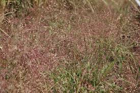 Image result for Eragrostis macrochlamys