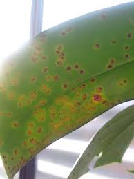Maybe you would like to learn more about one of these? Monstera Deliciosa Plant With Brown Crud On The Leaves Gardening Landscaping Stack Exchange