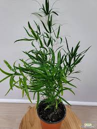 Image result for Asparagus falcatus