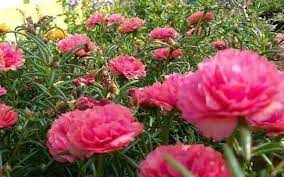 Four o'clocks plant bisa menjadi tanaman hias dan ada manfaat untuk kesehatan tubuh. Pokok Bunga Japanese Rose Kembang Pagi Pokok Pukul Facebook