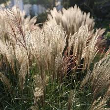 Image result for Oxyanthus goetzei