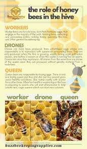 Role Of Honey Bees In The Hive Honey Bee Facts Bee Keeping Bee Facts