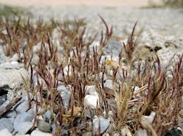 Image result for Hubbardochloa gracilis