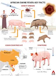African swine fever virus (asfv), which causes this infectious disease, belongs to the asfivirus genus of the asfarviridae family. Is African Swine Fever Contagious What You Need To Know About The Disease Sweeping Across Asia Cna