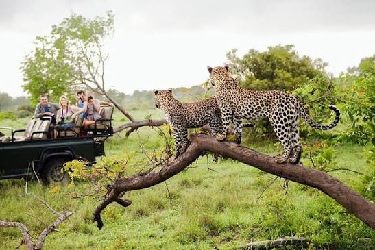 Yala National Park leopard wildlife safari jeep Hambantota south coast east Mirissa Sri Lanka