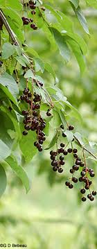 Free for commercial use no attribution required high quality images. Black Cherry Prunus Serotina Ehrh