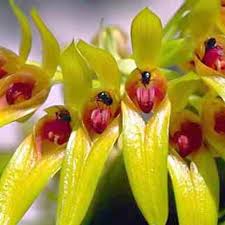 Image result for Bulbophyllum prorepens