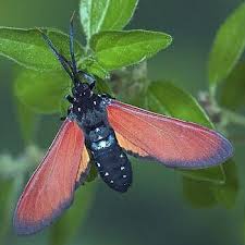 Image result for Empogona sp. A