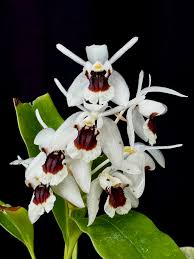 Image result for Angraecopsis amaniensis