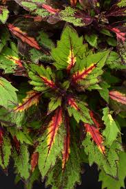Image result for Coleus scutellarioides
