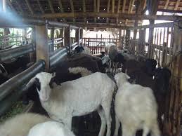 Setiap jenis kandang kambing atas tanah mempunyai kekurangan dan kelebihan tersendiri. Kandang Domba Yang Baik Ternak Al Awwaliyah