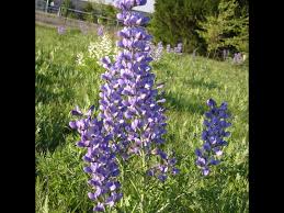 Purchase and sale of flowers wholesale all year round. Quarry Flower Farm Localharvest