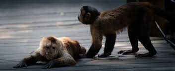 Younger, more rare and friendlier monkeys tend to cost more. Bushbaby And Monkey Sanctuary In Hartbeespoort Dam