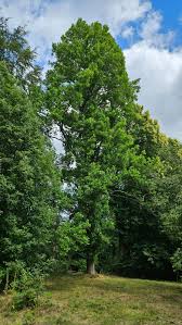 Image result for Liriodendron