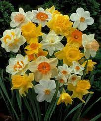 Home Page Zulily Daffodil Bulbs Bulb Flowers Daffodils