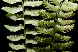 Image result for Asplenium inaequilaterale