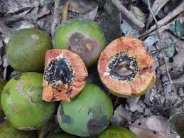 Image result for Panda oleosa