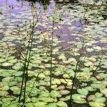 Image result for Caldesia parnassifolia