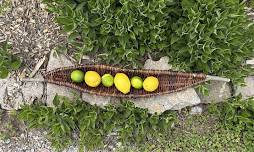 Willow Fruit Basket Course