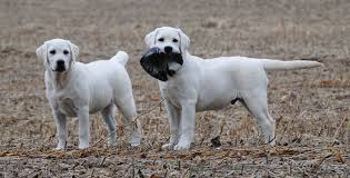 Dogs>labrador retrievers>pennsylvania (pa) labrador retriever for sale. Maple Creek Labrador Retrievers About Our Kennel