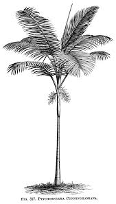 Black And White Palm Tree Artwork Palm Tree Free Vintage Clip Art Palm Tree Clip Art Clip Art Vintage Palm Tree Drawing