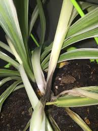 Spider plants are easy to propagate. Yellowing Spider Plant Leaves Why Are Leaves Turning Yellow On Spider Plant Dummer Garden Manage Gfinger Es La App De Jardineria Mas Profesional