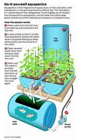 Indoor and backyard aquaponics combines the craft of hydroponic growing with aquaculture, the art of keeping fish. Free Detailed Instructions On Making An Aquaponics System Aquaponics Hydroponics Aquaponic Gardening