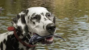 When it's time to say goodbye to your pet, home pet euthanasia of southern california is there to help you with kindness and compassion. Southern California Dog Owners Warned About Parasitic Fluke