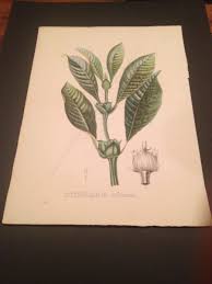 Image result for Stipularia africana